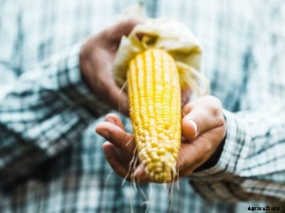Tips For Harvesting Corn: How And When To Pick Corn
