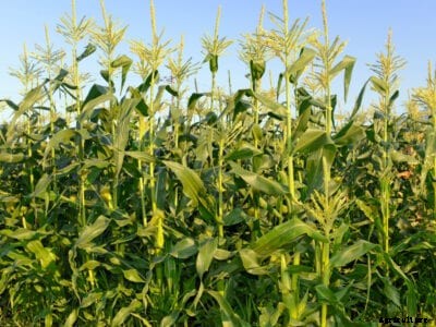Cross Pollination Of Corn: Preventing Cross Pollinating In Corn