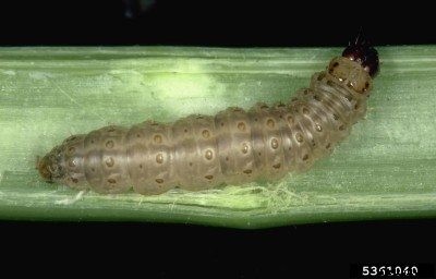 Corn Root Borer: Tips For Controlling Corn Borers In The Garden