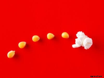 Growing Popcorn – Popcorn Growing Conditions And How To Grow Popcorn