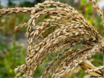 Corn Pollination – How To Hand Pollinate Corn