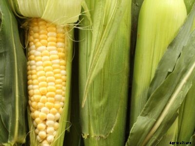 How To Grow Sweet Corn In The Garden
