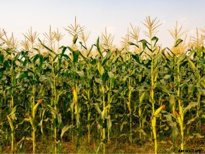 How To Grow Corn – How To Grow Your Own Corn