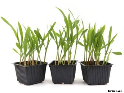 Tips For Growing Corn Indoors