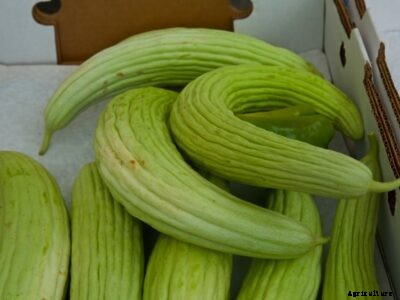Armenian Cucumber Plant Info – Growing Armenian Cucumbers
