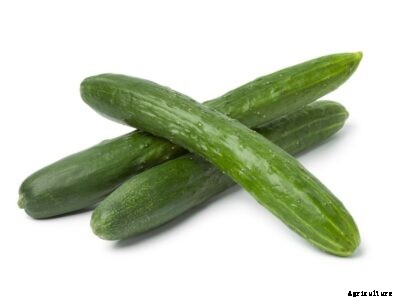 Japanese Cucumber Info – What Is A Kyuri Japanese Cucumber