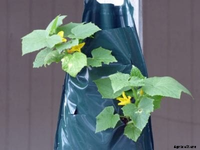 Cucumber Grow Bag Info: Growing A Cucumber Plant In A Bag