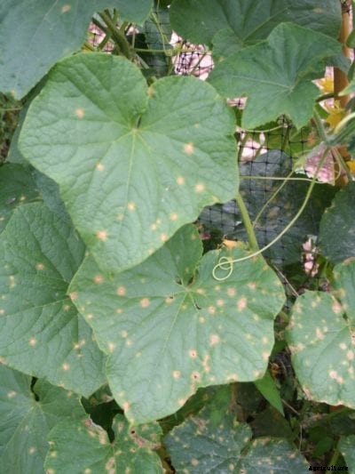 Cucumber Anthracnose Treatment: Tips For Anthracnose Control In Cucumbers