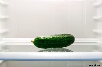 Keeping Cucumbers Fresh: Learn How To Store Cucumbers