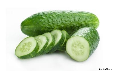 Pickling Cucumber Varieties – How To Grow Cucumbers For Pickling