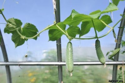 Should I Prune My Cucumber Vine – Tips On Pruning Cucumbers In The Garden