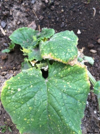 Cucumber Leaf Spot: Treating Angular Leaf Spot In Cucumbers