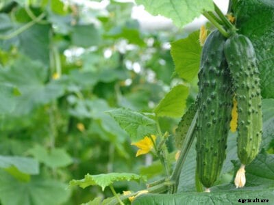 Cucumber Plant Drops Fruit – Why Are Cucumbers Falling Off Vine