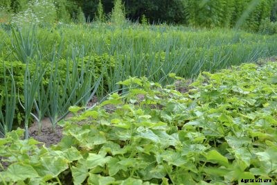 Cucumber Plant Companions: Plants That Grow Well With Cucumbers
