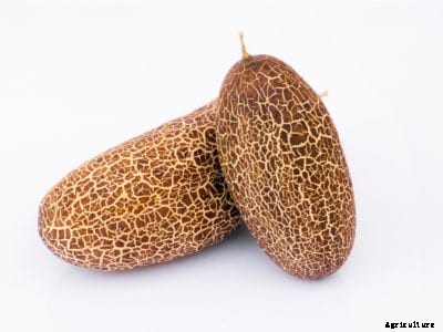 Sikkim Cucumber Information – Learn About Sikkim Heirloom Cucumbers