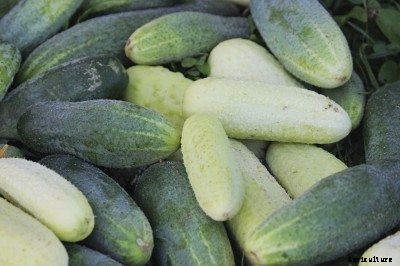 Cucumber Varieties: Learn About Different Types Of Cucumbers Plants