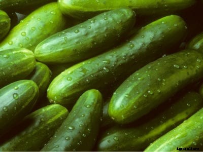 Can Cucumbers Ripen Off Vine: How To Ripen Cucumbers Off The Vine