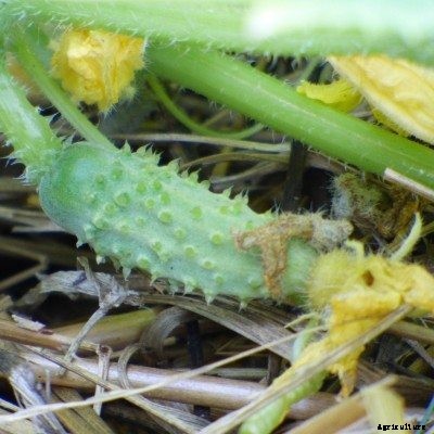Spiny Cucumbers: Why Do My Cucumbers Get Prickly
