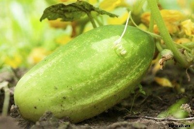 Cucumber Seed Collection: Tips For Harvesting & Saving Seeds From Cucumber