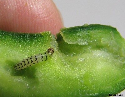 What Are Pickleworms: Tips For Treating Pickleworms In Gardens