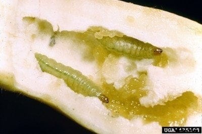 Cucumber With Holes: What Causes Holes In Cucumbers