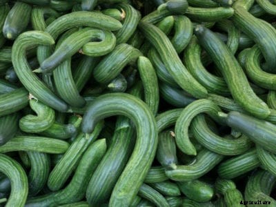 Cucumbers Not Straight – Why Are My Cucumbers Curling?