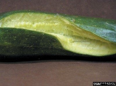 Cucumbers Cracking Open: What To Do For Fruit Cracking In Cucumbers