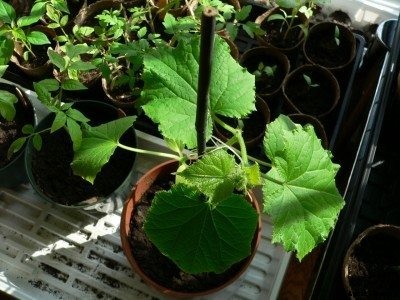 Cucumbers For Pots: Learn About Planting Cucumbers In A Container