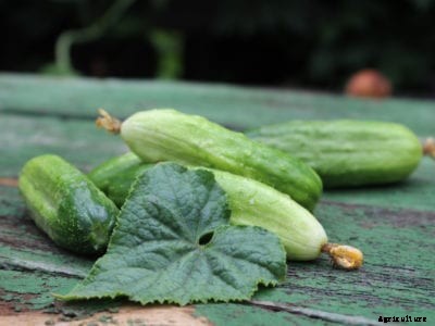 Reasons For White Cucumbers: Why Cucumber Fruit Turns White