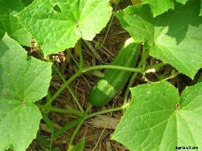 Cucumber Harvest: Learn When And How To Harvest Cucumbers