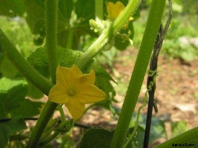 Cucumber Plant Pollination – How To Pollinate Cucumber By Hand