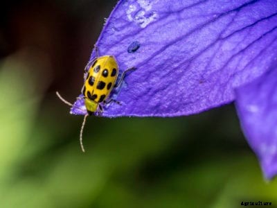 Controlling Cucumber Beetles – How To Deter Cucumber Beetles In The Garden