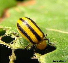 Controlling Cucumber Beetles – How To Deter Cucumber Beetles In The Garden
