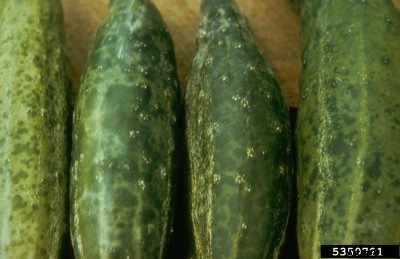 Cucumber Mosaic Virus Symptoms And Treatment