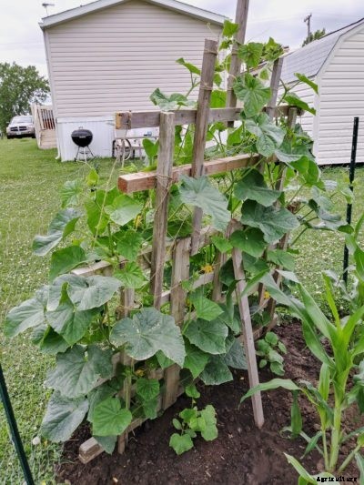 Information On Planting Cucumbers On A Fence