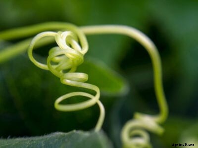 Leave Cucumber Plant Tendrils Attached