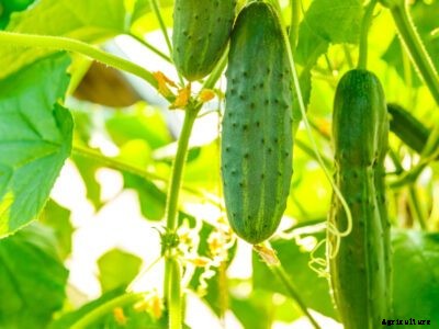 Tips For Growing Cucumbers