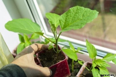 Can You Grow Eggplants Indoors: Tips For Growing Eggplants Inside