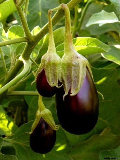 Eggplant Feeding Guide – Learn How To Fertilize Eggplants
