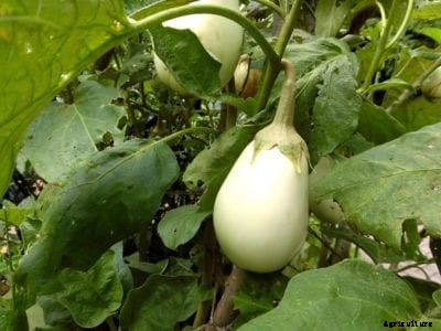 Clara Eggplant Info: Learn How To Grow Clara Eggplants