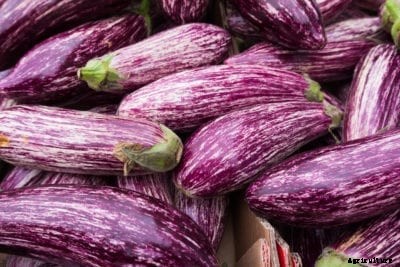 Eggplant ‘Graffiti’ Care – What Is A Graffiti Eggplant