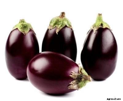 Ophelia Eggplant Info: Tips For Growing An Ophelia Eggplant