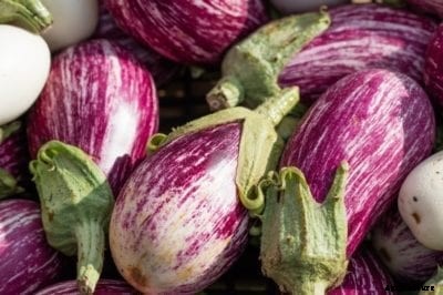 Calliope Eggplant Info: Tips For Growing Calliope Eggplants