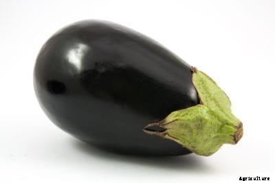 What Is A Black Bell Eggplant: Eggplant ‘Black Bell’ Care Guide