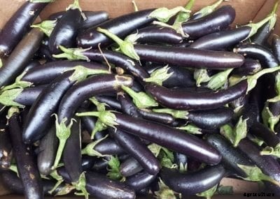 Orient Express Eggplant Info – How To Grow An Orient Express Asian Eggplant