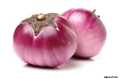 Prosperosa Eggplant Care – Learn About Growing Prosperosa Eggplants
