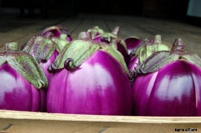 Beatrice Eggplant Uses And Care: How To Grow Beatrice Eggplants