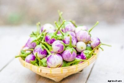 Growing Indian Eggplants: Learn About Common Indian Eggplant Varieties