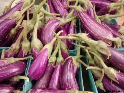Eggplant ‘Fairy Tale’ Variety – What Is A Fairy Tale Eggplant