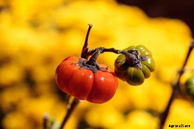 Pumpkin On A Stick Plant Info – Learn About Ornamental Eggplant Care